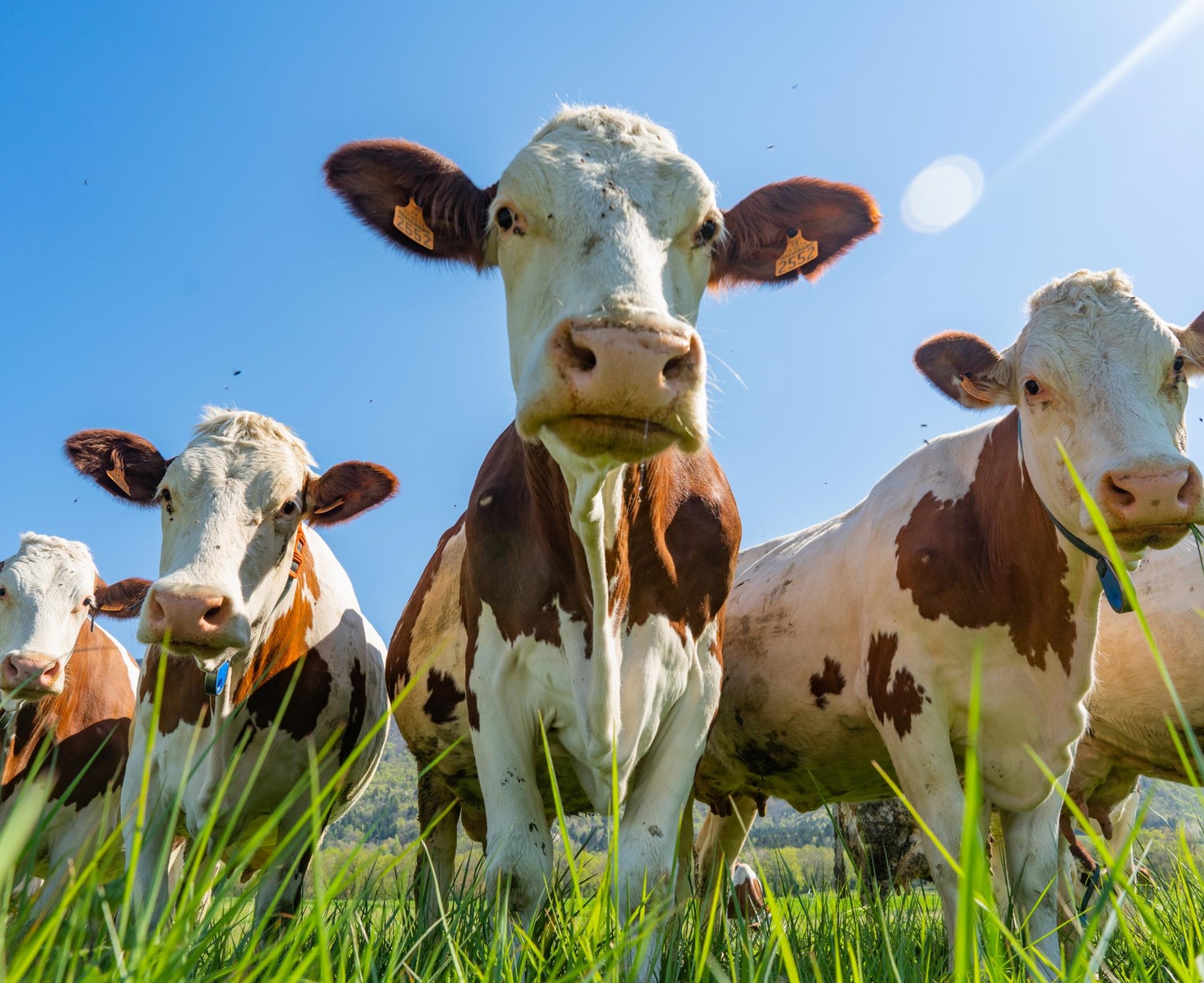 Un troupeau de vache, vue de contre plongée