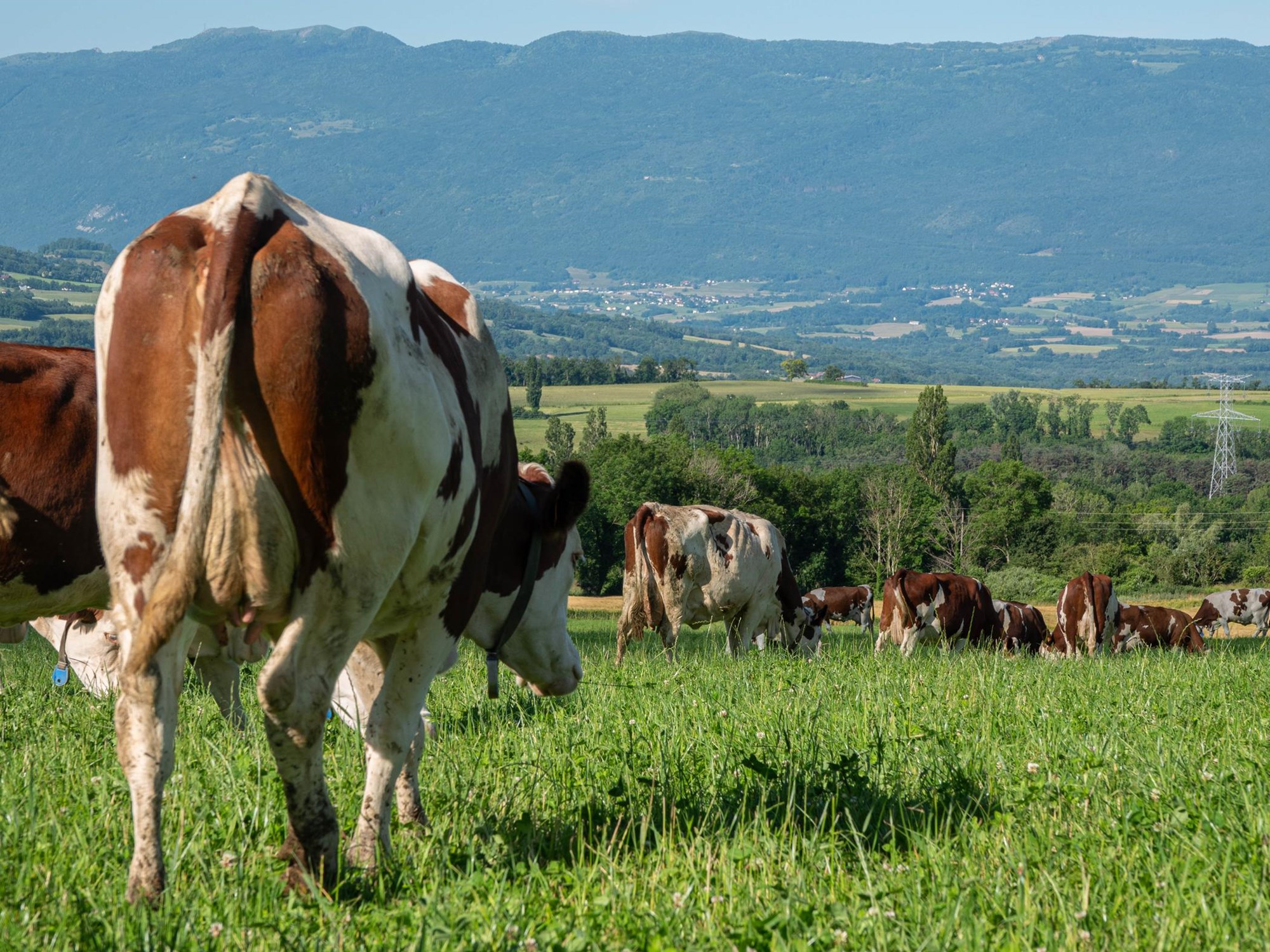 vache dans un champs