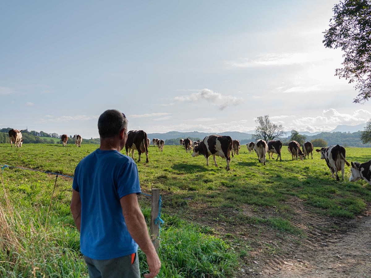 Fermier regardant ses vaches dans un pré